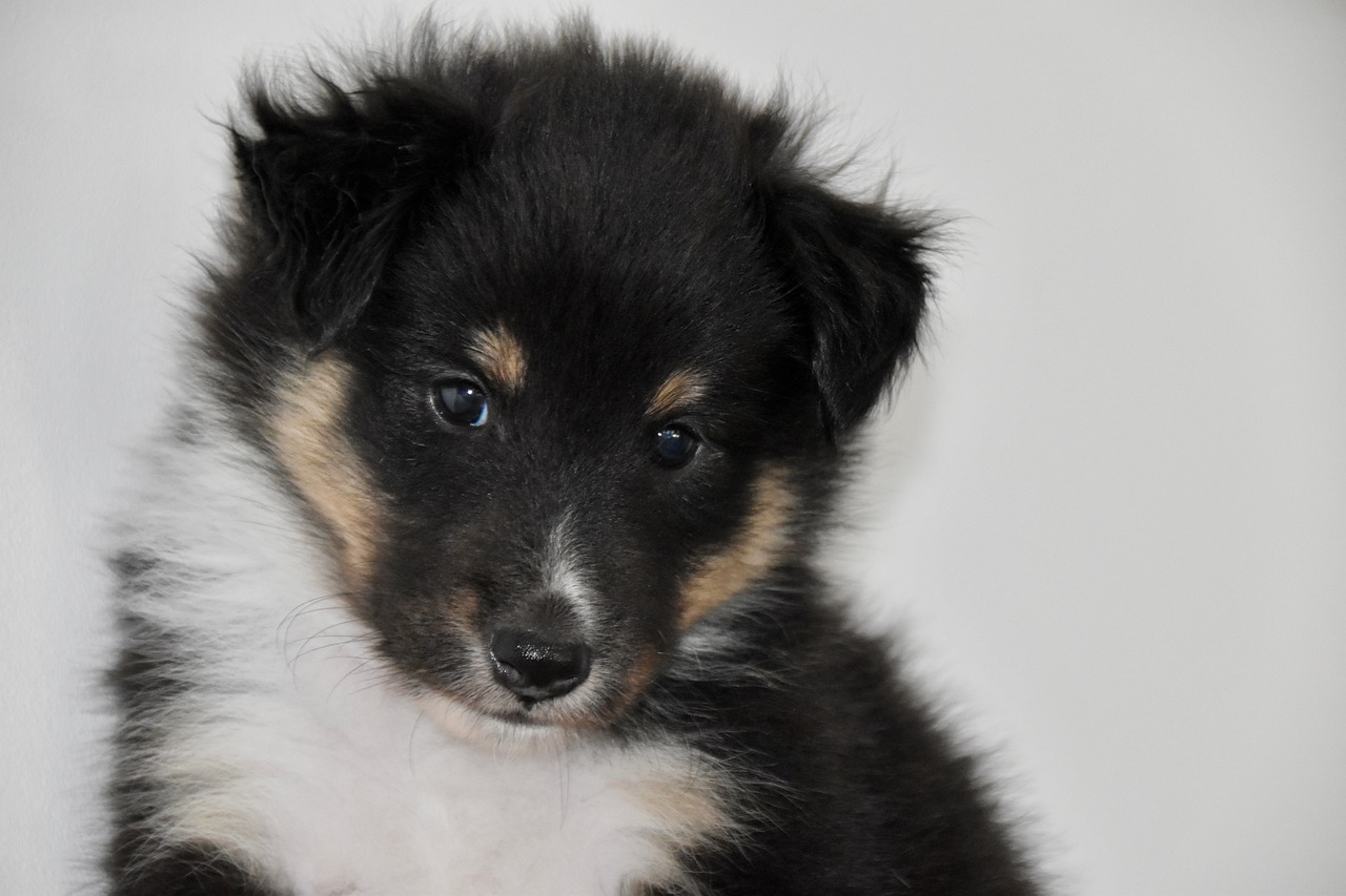 The Unique Traits of the Polish Lowland Sheepdog